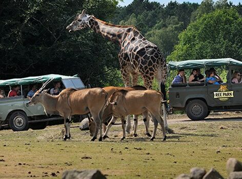 Prøv bl.a. land rover safari på Din Camps outdoor familiecamp for i Ree Park.